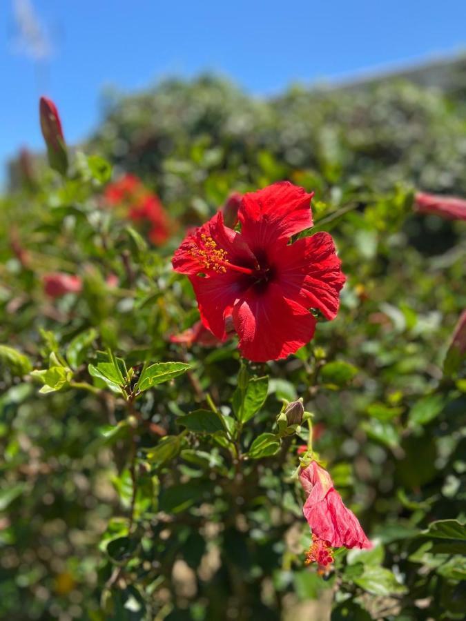 ホテル Banti Garden タリファ エクステリア 写真
